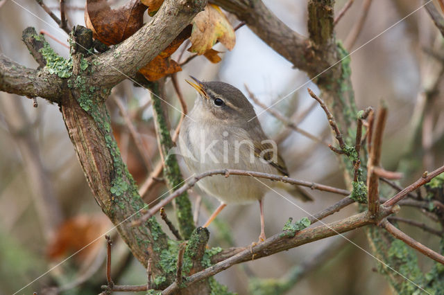 Bruine Boszanger (Phylloscopus fuscatus)