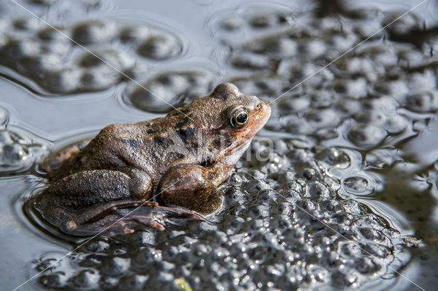 Bruine kikker (Rana temporaria)