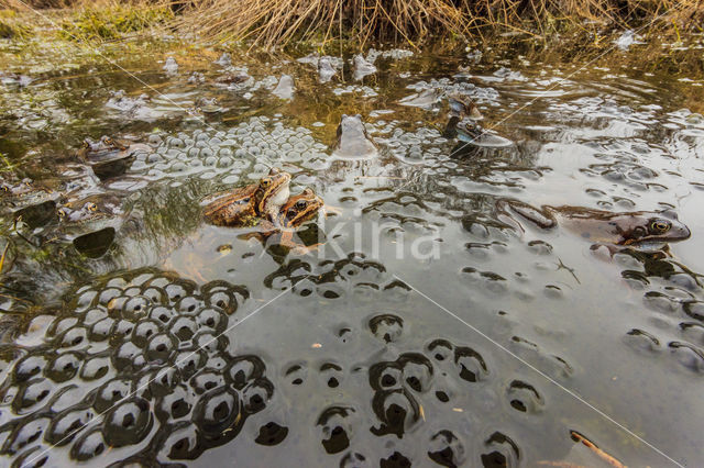 Common Frog (Rana temporaria)