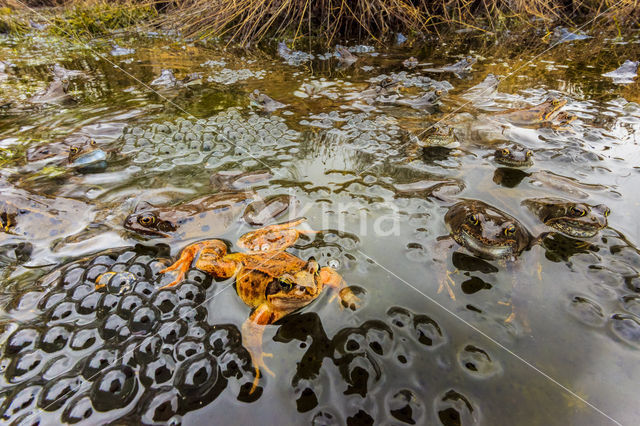 Common Frog (Rana temporaria)