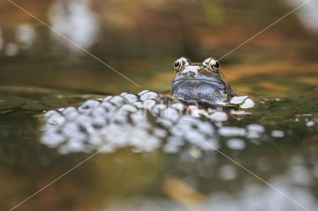 Common Frog (Rana temporaria)