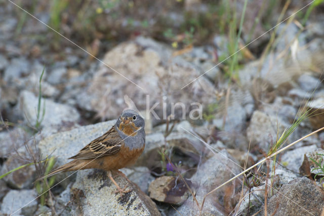 Cretzschmar's bunting (Emberiza caesia)