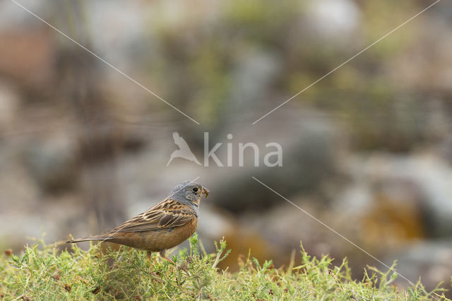 Cretzschmar's bunting (Emberiza caesia)