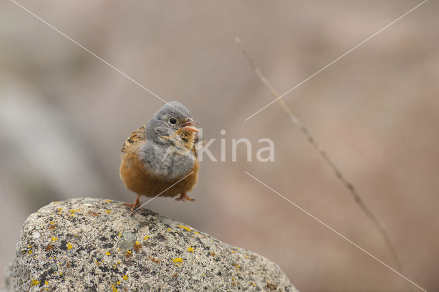 Cretzschmar's bunting (Emberiza caesia)