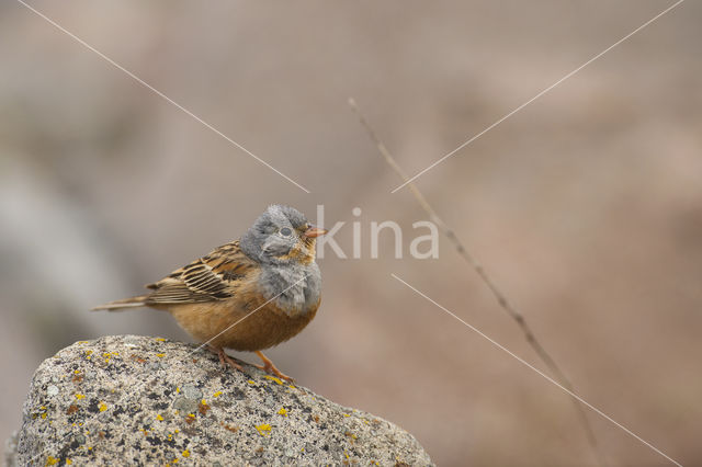 Cretzschmar's bunting (Emberiza caesia)