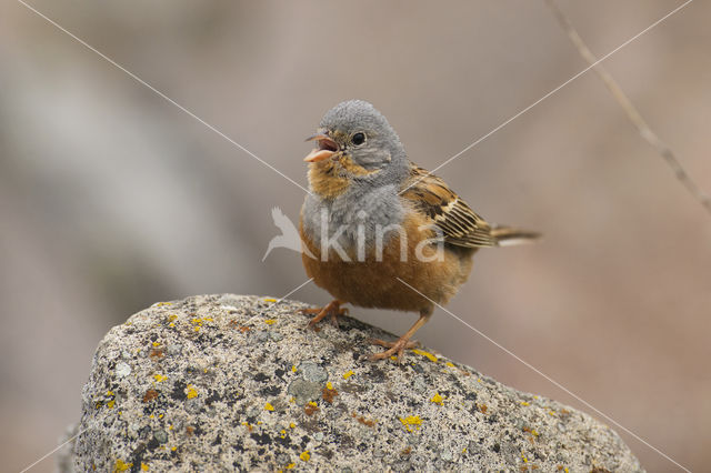 Cretzschmar's bunting (Emberiza caesia)