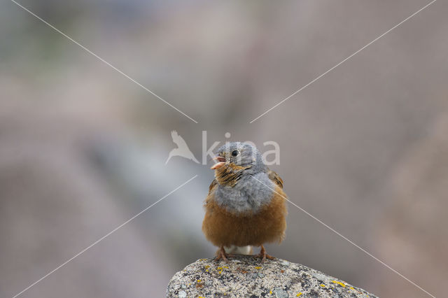 Cretzschmar's bunting (Emberiza caesia)