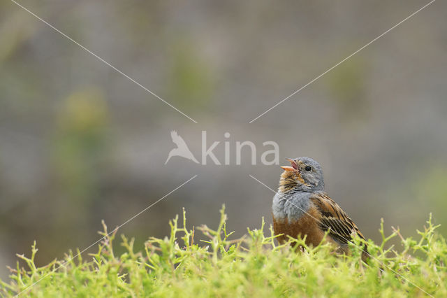 Cretzschmar's bunting (Emberiza caesia)