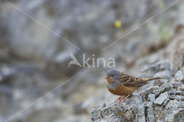 Cretzschmar's bunting (Emberiza caesia)