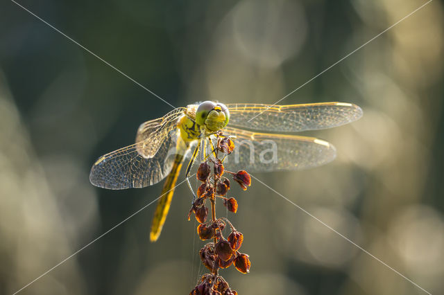 Bruinrode heidelibel (Sympetrum striolatum)