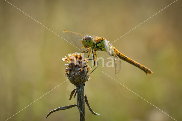 Bruinrode heidelibel (Sympetrum striolatum)