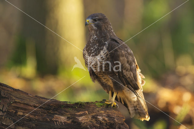 Buizerd (Buteo buteo)