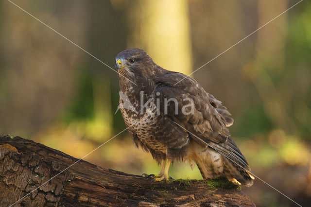 Common Buzzard (Buteo buteo)