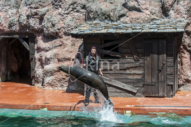 Californian sea lion (Zalophus californianus)