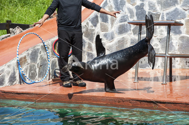 Californian sea lion (Zalophus californianus)