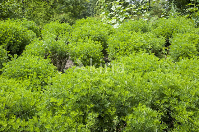 Citroenkruid (Artemisia abrotanum)