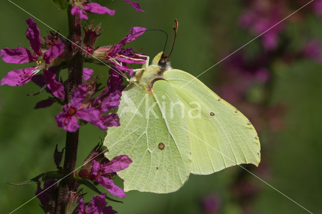 Citroenvlinder (Gonepteryx rhamni)