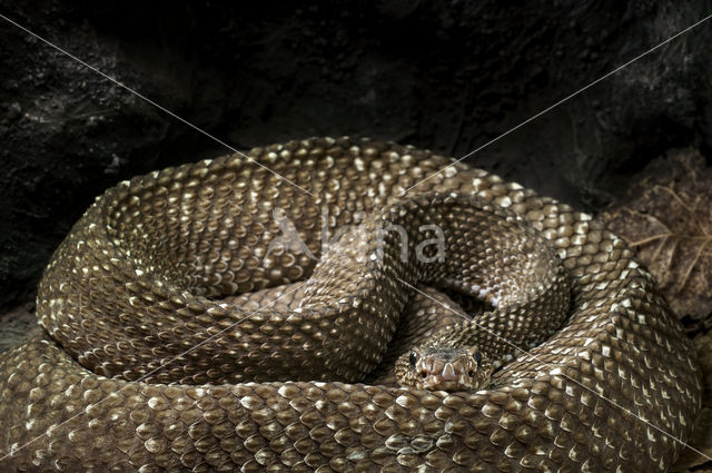 Crotalus vegrandis