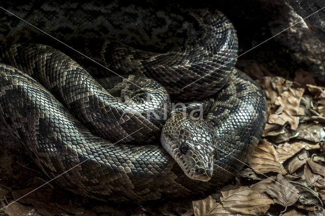 Cuban boa (Epicrates angulifer)