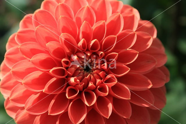 Dahlia (Dahlia spec.)