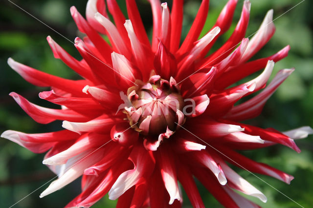 Dahlia spec.