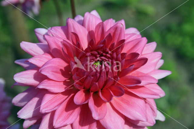 Dahlia spec.