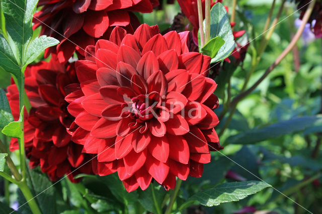 Dahlia spec.