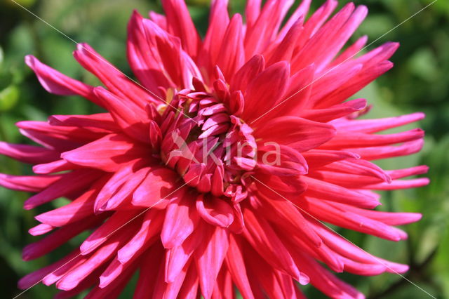 Dahlia spec.