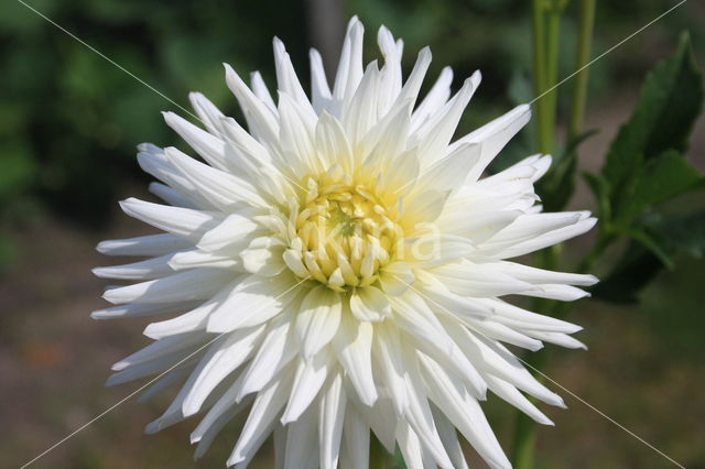 Dahlia (Dahlia spec.)