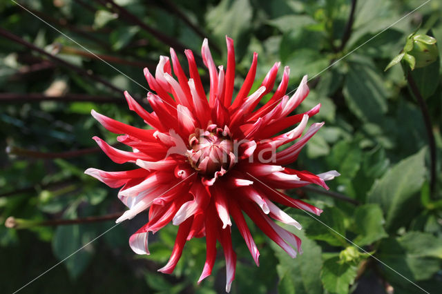 Dahlia spec.