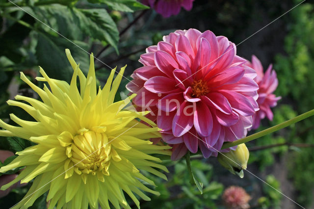 Dahlia (Dahlia spec.)