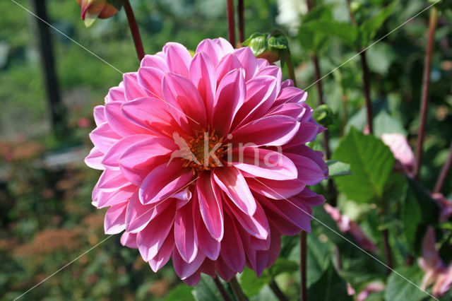 Dahlia (Dahlia spec.)