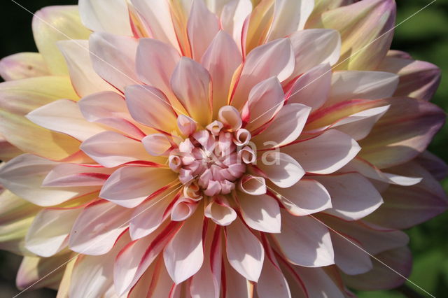 Dahlia spec.