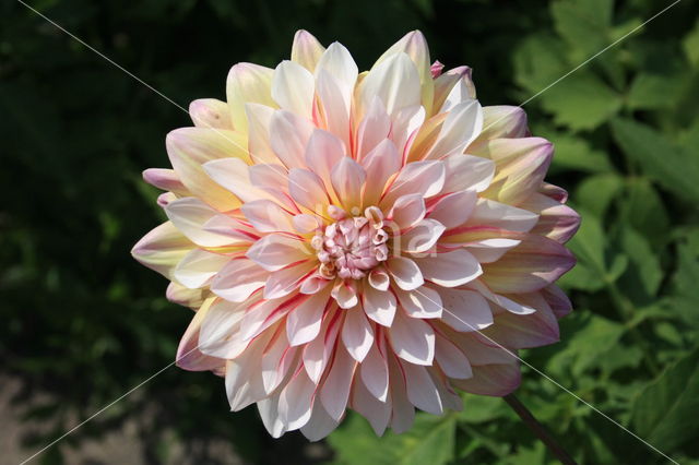 Dahlia spec.