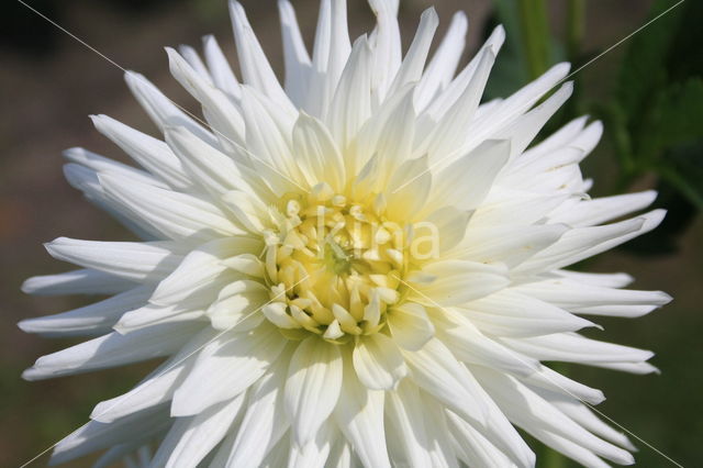 Dahlia (Dahlia spec.)