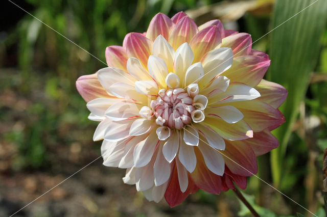 Dahlia (Dahlia spec.)