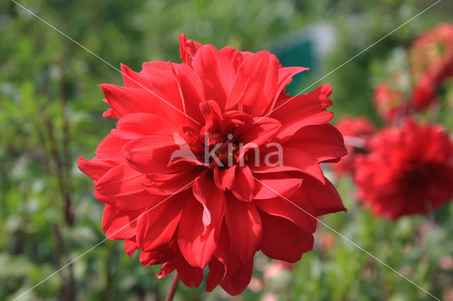 Dahlia (Dahlia spec.)