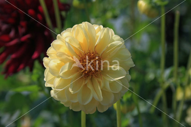 Dahlia spec.