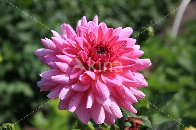 Dahlia (Dahlia spec.)