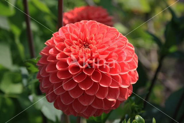 Dahlia spec.