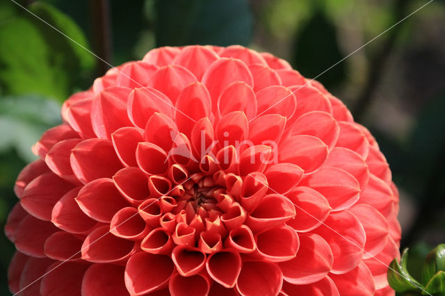 Dahlia (Dahlia spec.)