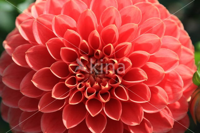 Dahlia spec.