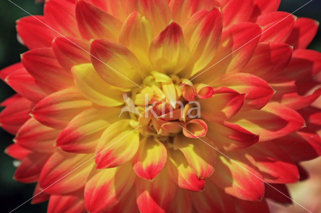 Dahlia (Dahlia spec.)