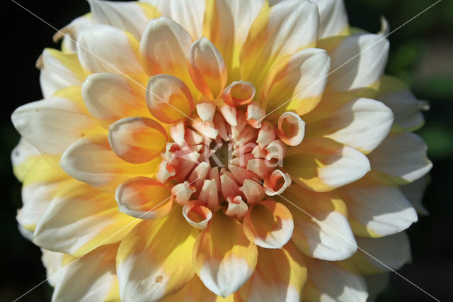 Dahlia spec.