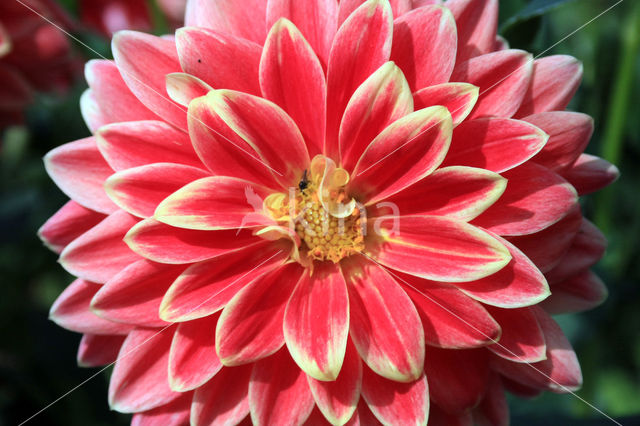 Dahlia (Dahlia spec.)