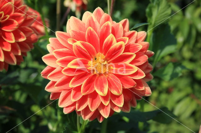 Dahlia spec.