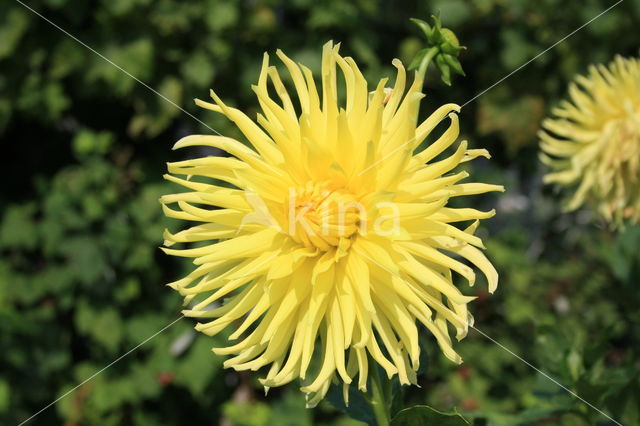Dahlia spec.