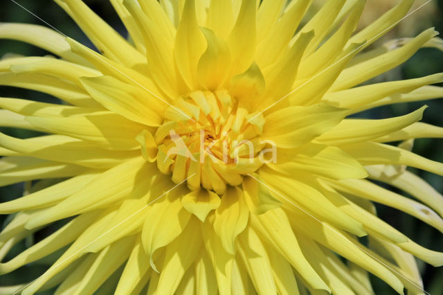 Dahlia (Dahlia spec.)