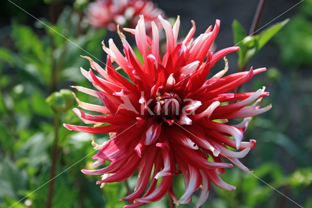 Dahlia (Dahlia spec.)