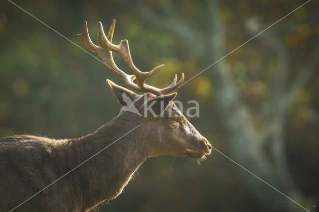 Fallow Deer (Dama dama)